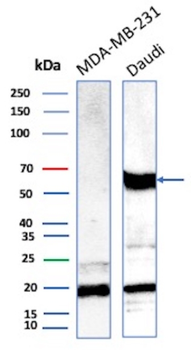 OGG1 Antibody