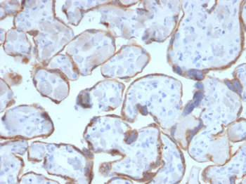 PAPPA Antibody