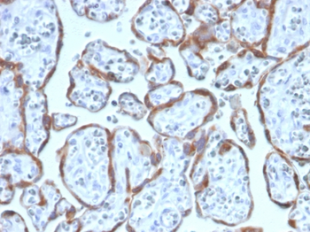 PAPPA Antibody