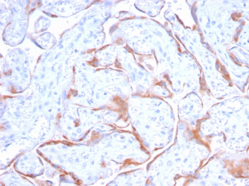 PAPPA Antibody