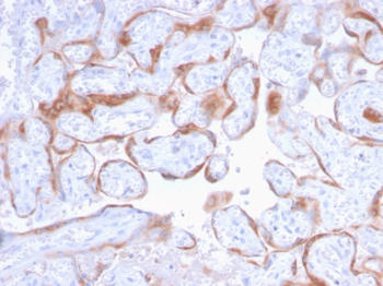 PAPPA Antibody