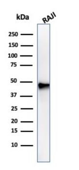 PAX5 Antibody