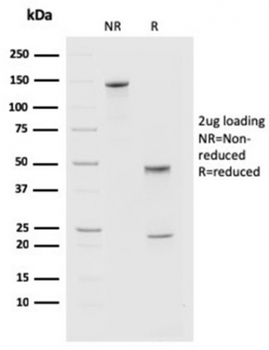 PDCD1 Antibody