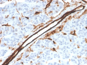 PECAM-1 Antibody