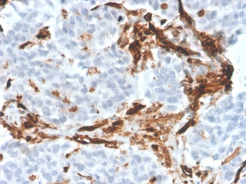 PECAM-1 Antibody