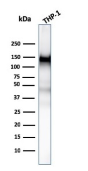 PECAM-1 Antibody