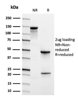 PECAM-1 Antibody