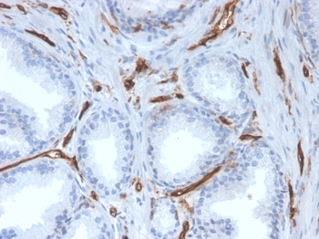 PECAM-1 Antibody
