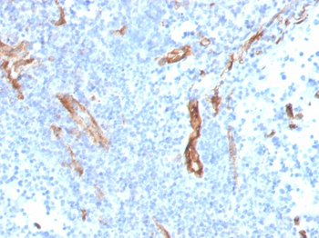 PECAM-1 Antibody