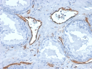 PECAM-1 Antibody