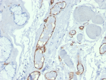 PECAM-1 Antibody