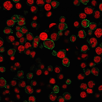 PECAM-1 Antibody