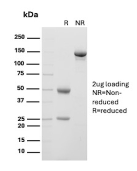 PECAM-1 Antibody