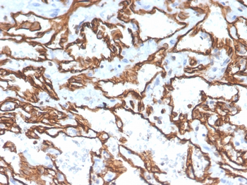 PECAM-1 Antibody