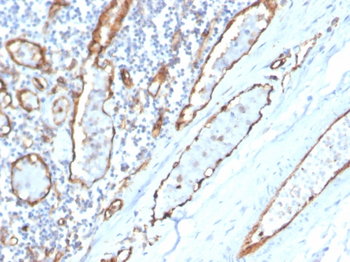 PECAM-1 Antibody