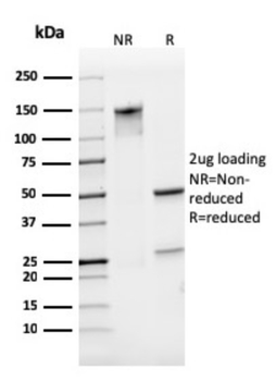 PECAM-1 Antibody
