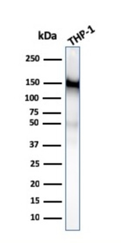 PECAM-1 Antibody