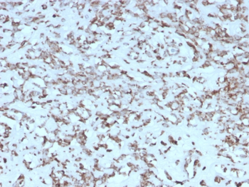 CYCS Antibody