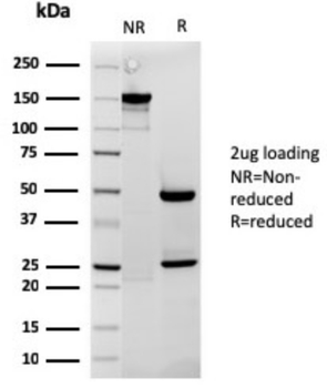 CYCS Antibody