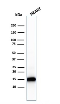 CYCS Antibody
