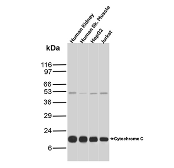 CYCS Antibody