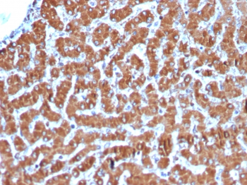 CYCS Antibody