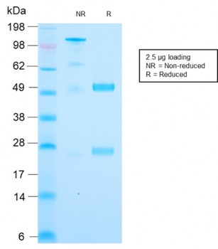 CYCS Antibody