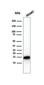 CYCS Antibody