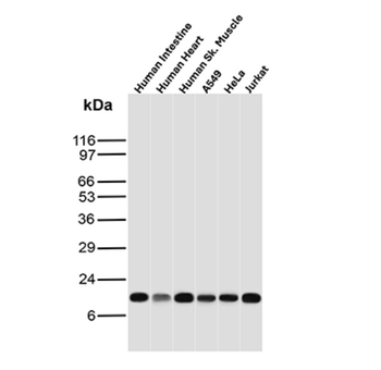 CYCS Antibody