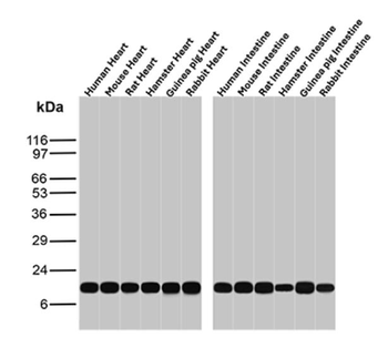 CYCS Antibody