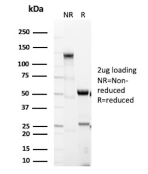 CYCS Antibody