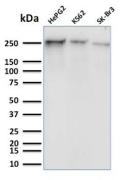 POLR2A Antibody
