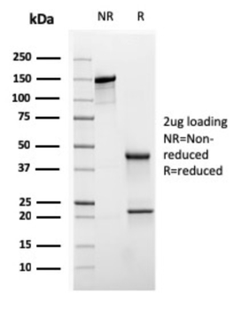 KRT20 Antibody