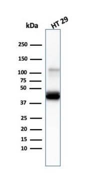 KRT20 Antibody