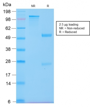 KRT20 Antibody