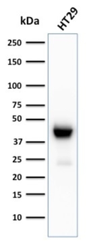 KRT20 Antibody