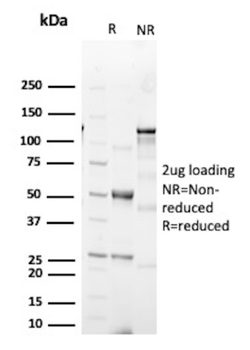 KRT20 Antibody
