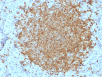 POU2AF1 Antibody