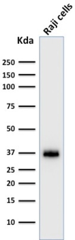 POU2AF1 Antibody