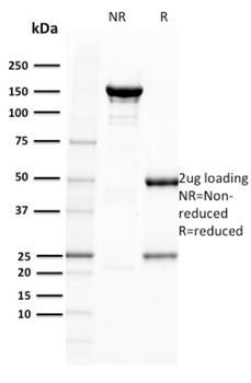 POU2AF1 Antibody