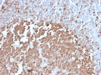 POU2AF1 Antibody