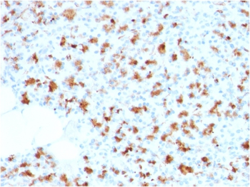 BARX1 Antibody