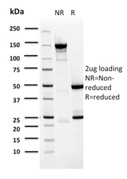 BARX1 Antibody
