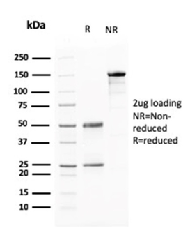 BARX1 Antibody