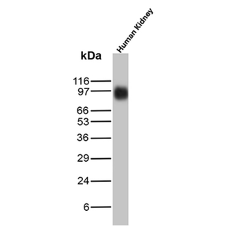 PRLR Antibody