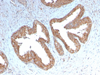 PTGS2 Antibody