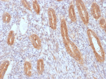 PTGS2 Antibody