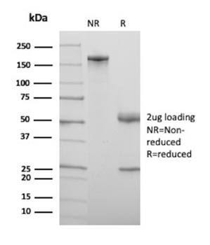 PTGS2 Antibody