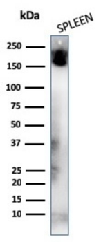 PTPRC Antibody