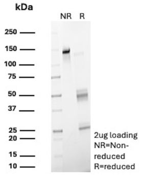 PTPRC Antibody